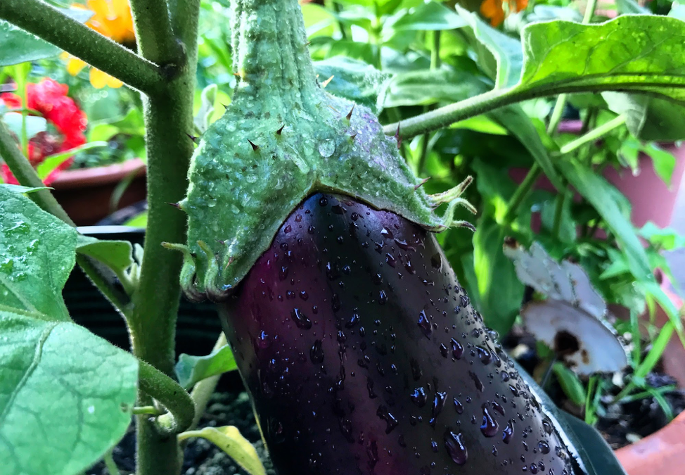 Recipe Teaser: Eggplant Baba Ganoush